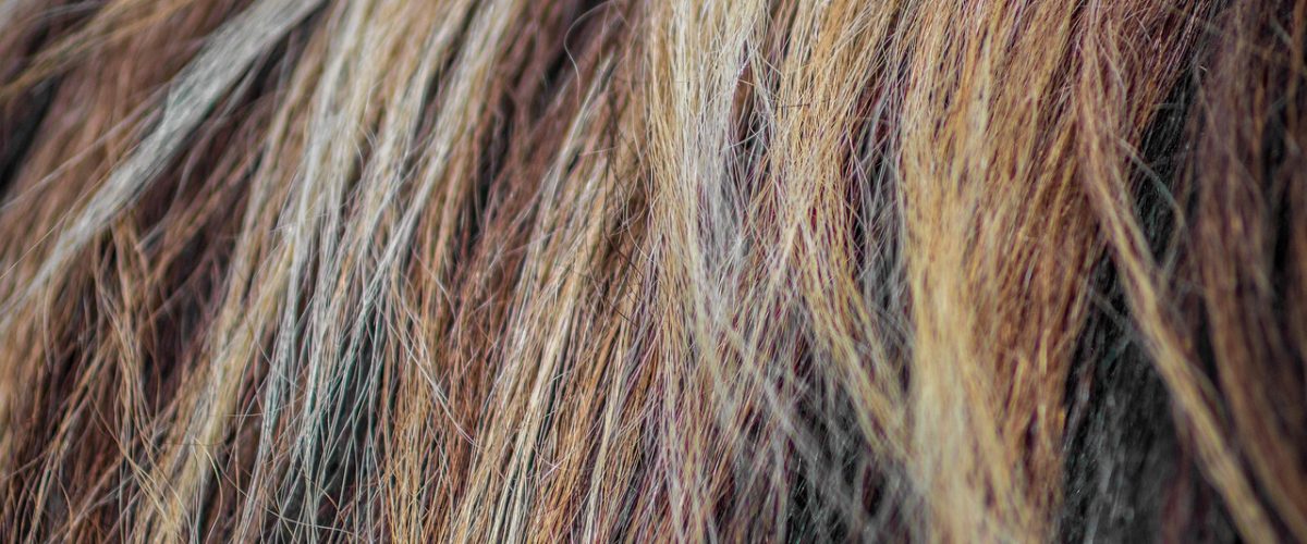 horse, mane, strand, close up, animal, nature, hair